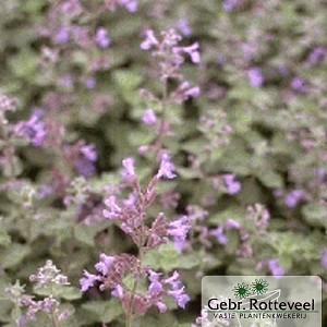 Nepeta 'Six Hills Giant'