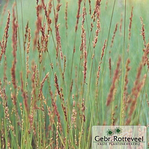 Molinia caerulea 'Edith Dudszus'