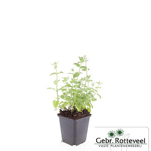 Nepeta 'Six Hills Giant'