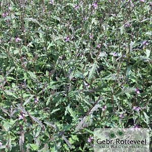 Verbena officinalis 'Bampton'