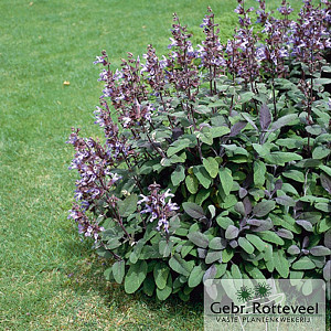 Salvia off. 'Purpurascens'