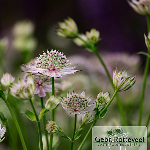 Astrantia maj. 'Florence'