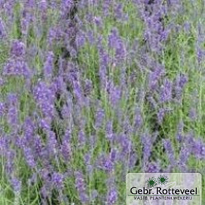Lavandula angustifolia