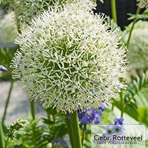 Allium stipitatum 'Mount Everest'
