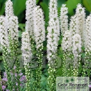 Liatris spicata 'Alba'