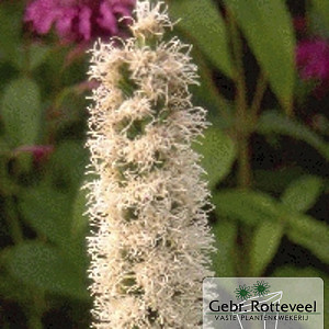 Liatris spicata 'Alba'