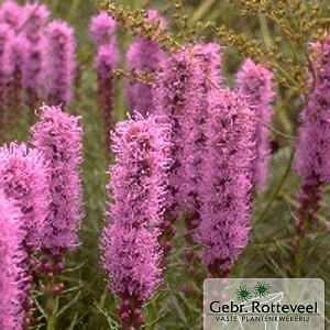Liatris spicata 'Kobold'