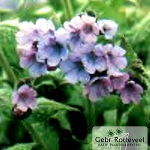 Pulmonaria s. 'Mrs Moon'