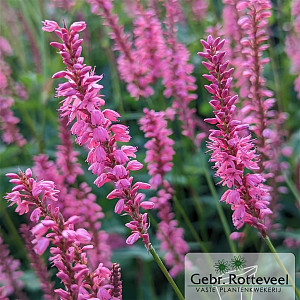Persicaria amplex. 'Flamingo Feathers'