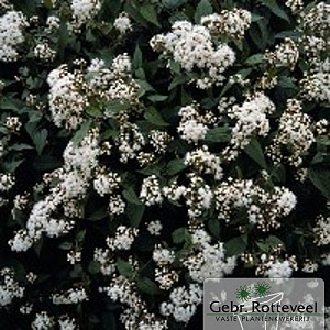 Eupatorium rugosum 'Chocolate'