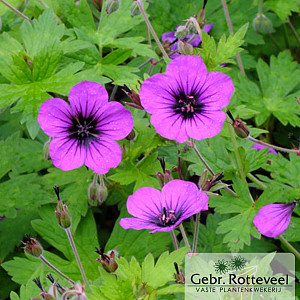 Geranium 'Anne Thomson'