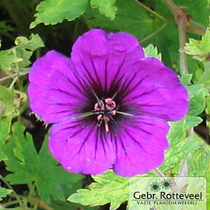 Geranium 'Anne Thomson'