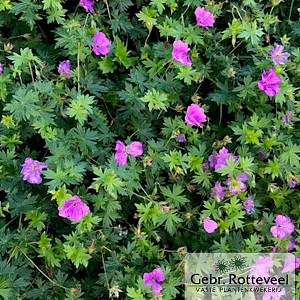 Geranium 'Blushing Turtle'
