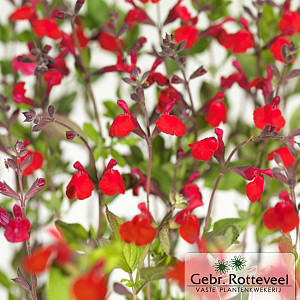Salvia micr. 'Hot Lips'