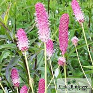 Sanguisorba o. 'Pink Tanna'