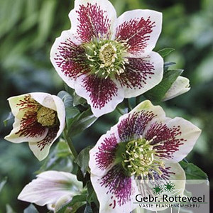 Helleborus o. 'White Spotted'