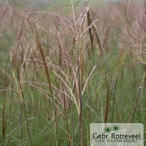 Miscanthus sin. 'Adagio'