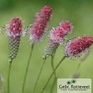 Sanguisorba o. 'Pink Tanna'