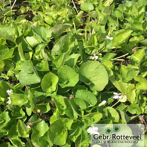 Viola odorata 'Alba'