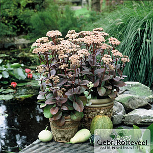 Sedum 'Matrona'