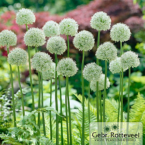 Allium stipitatum 'Mount Everest'