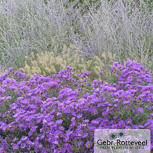 Aster n.-a. 'Purple Dome'