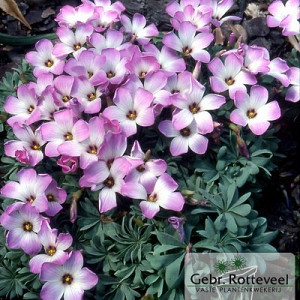 Oxalis adenophylla