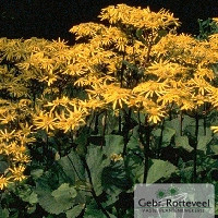 Ligularia d. 'Othello'