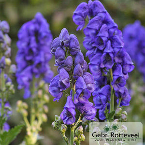 Aconitum henryi 'Spark's Variety'